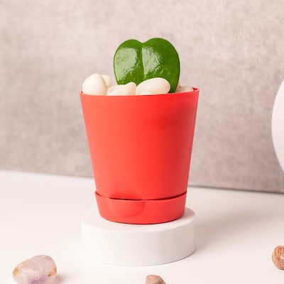 Hoya Plant in Red Pot