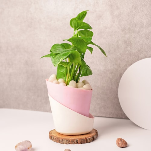 Buy Vibrant Money Plant in Pink Pot