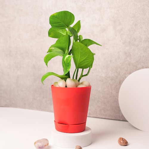 Buy Money Plant in Vibrant Red Pot