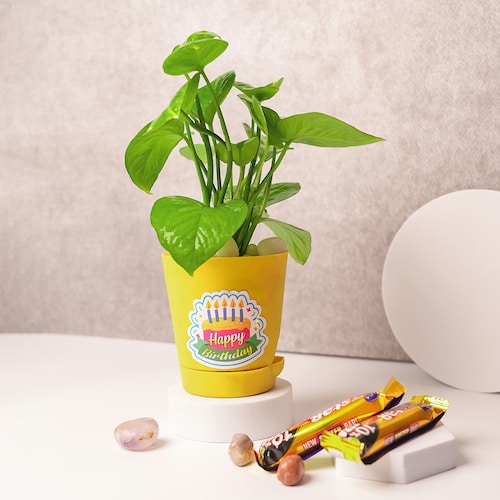 Buy Money Plant in Yellow Pot and Chocolates Combo