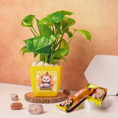 Money Plant in Yellow Pot with 5 Star Combo