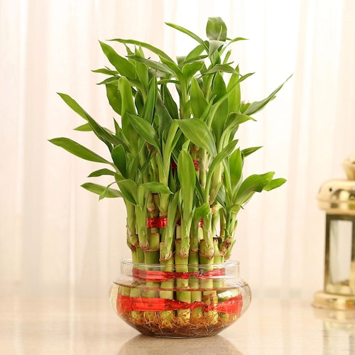 Buy Hearty Three Layer Lucky Bamboo Plant