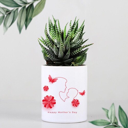 Buy Mothers Day Exclusive Haworthia Plant