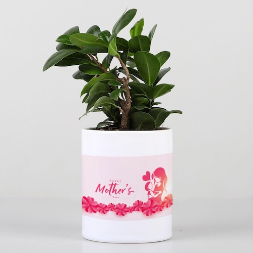 Buy Mothers Day Special Ficus Compacta Plant