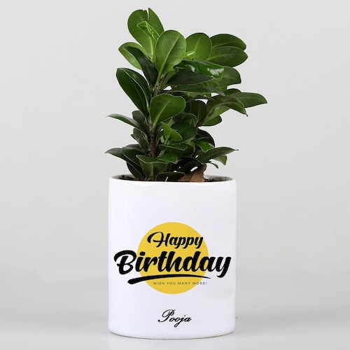 Buy Happy Birthday Personalised Ficus Compacta Plant