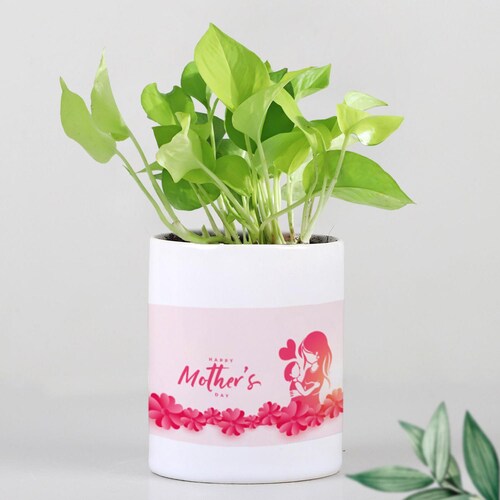 Buy Mothers Day Wish Golden Money Plant