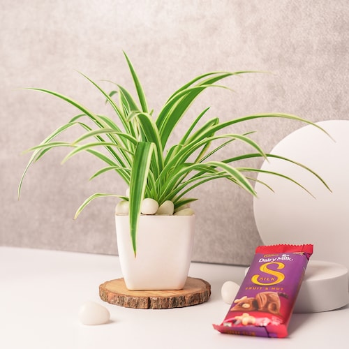 Buy Spider Plant and Dairy Milk Silk Combo