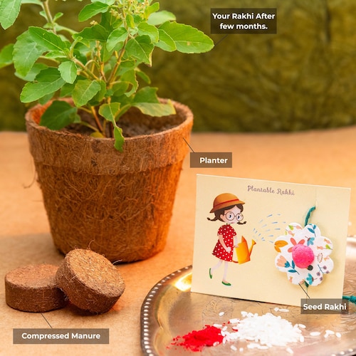 Buy Plantable Rakhi with Eco Friendly Planter