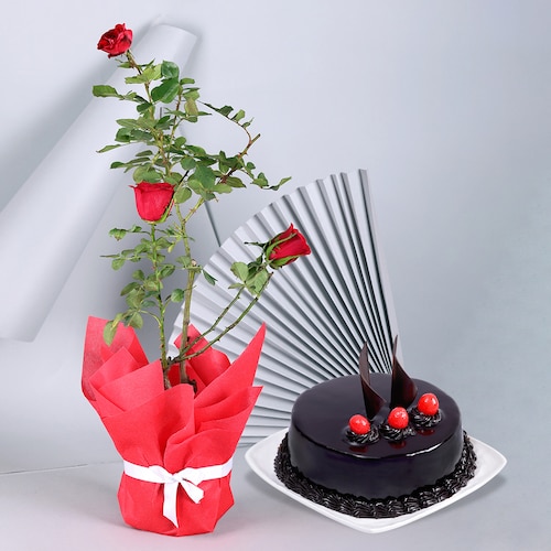 Buy Romantic Red Rose Plant with Truffle Cake