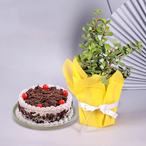 Buy Evergreen Jade Plant with Black Forest Cake