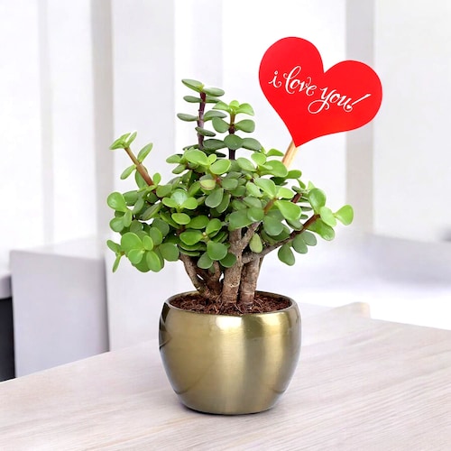 Buy Valentine Wishful Jade in Gold Pot