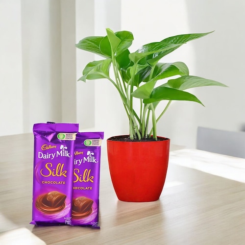 Buy Golden Money Plant and Chocolates Valentine Combo