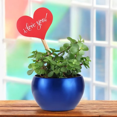 I Love You Jade Valentine Day Gift
