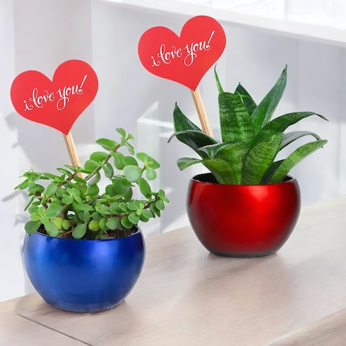 Buy Love Filled Snake and Jade Plant Valentine Combo