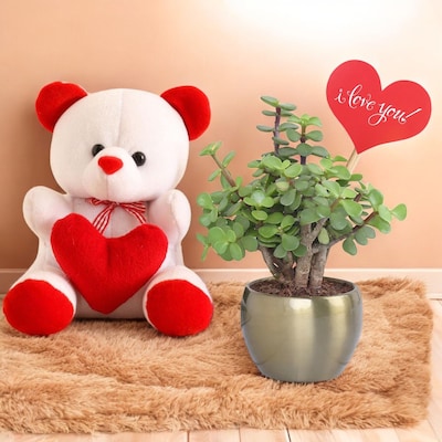 Valentines Gift of Teddy with Jade Plant