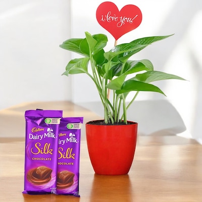 Golden Money Plant Valentines Delight with Chocolates