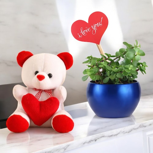 Buy Valentines Blissful Jade Plant Teddy Combo