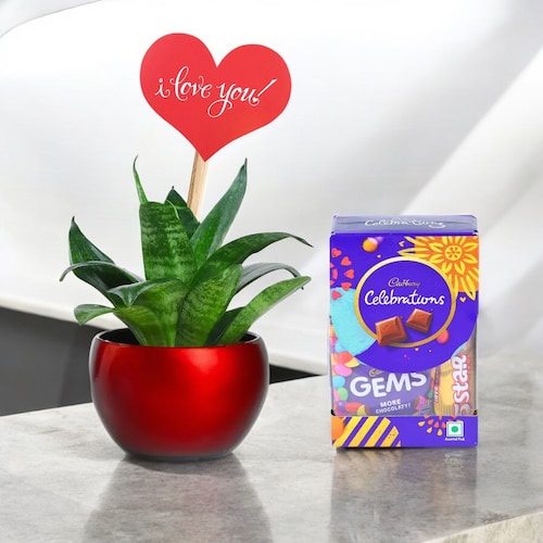 Buy Valentine Gift of Sansevieria Plant and Celebration Package