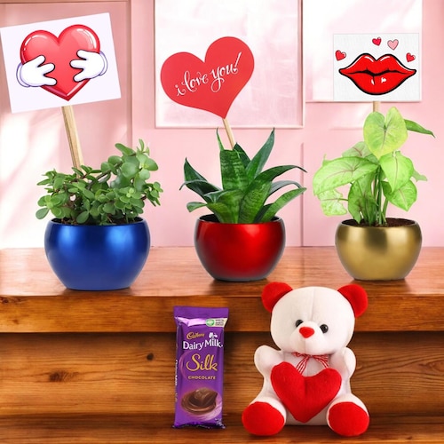 Buy Valentines Set of Plants Teddy and Chocolates