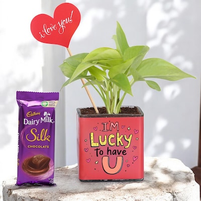 Valentines Money Plant with Chocolate and I Love You Tag
