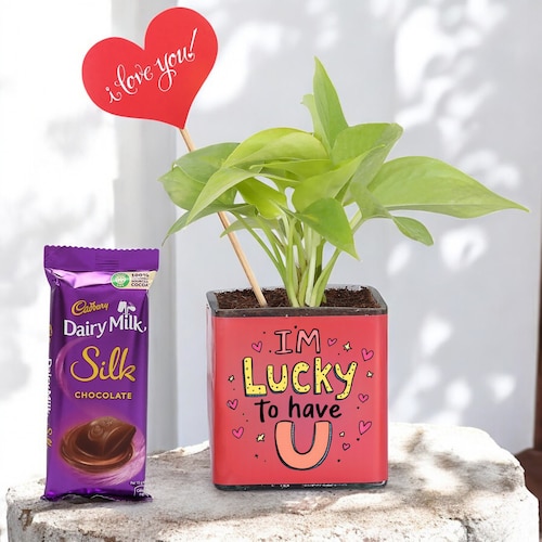 Buy Valentines Money Plant with Chocolate and I Love You Tag