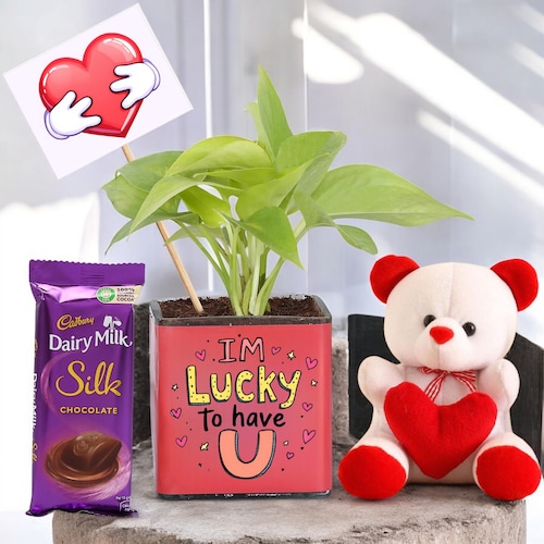 Buy Money Plant with Chocolate Teddy Valentine Gift