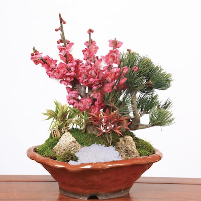 Plum Bamboo Pine Serenity Set