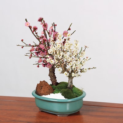 Bonsai Red and White Plum