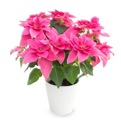 Pink Poinsettia Plant