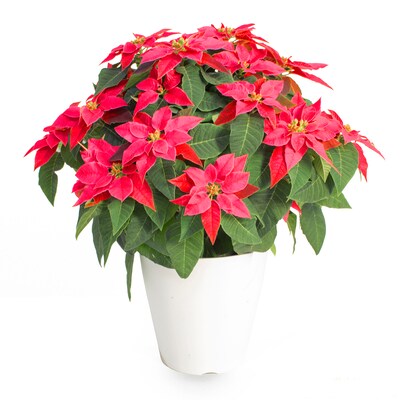 Red Poinsettia Plant