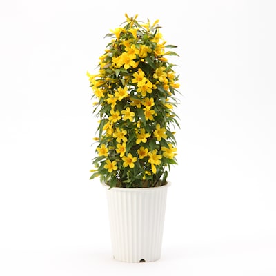 Carolina Jasmine Potted Plant