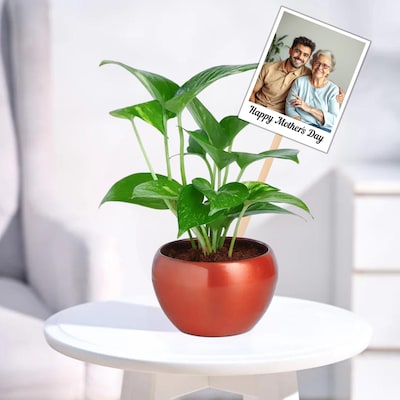 Personalised Magnet Money Plant Set