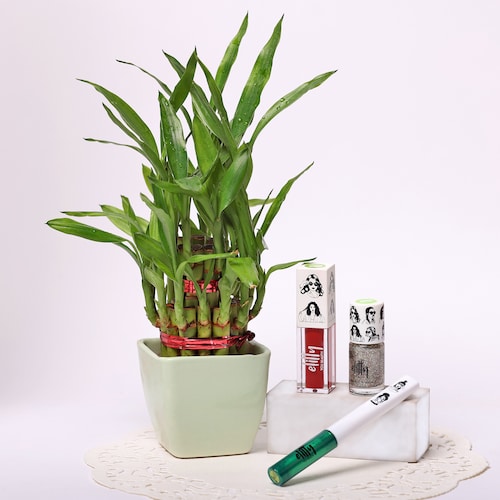 Buy Two Layer Lucky Bamboo and Beauty Bliss Combo