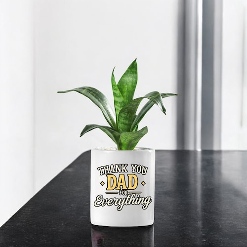 Buy Sansaveria Plant With Dad for Everything Pot
