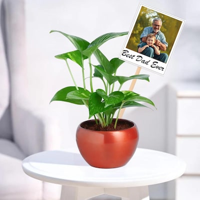 Money Plant With Personalised Fridge Magnet