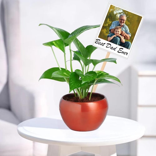 Buy Money Plant With Personalised Fridge Magnet