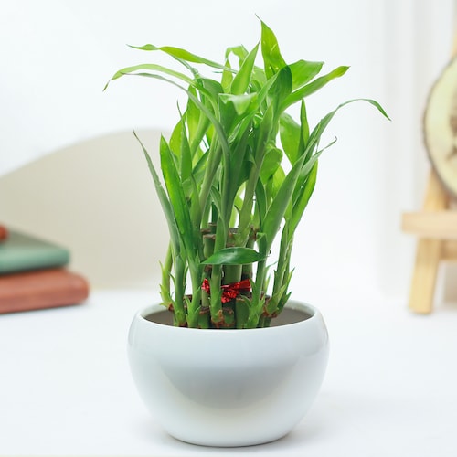 Buy Lucky Bamboo In White Metal Pot