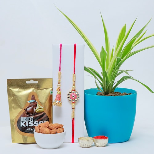 Buy Bhaiya Bhabi Rakhi with Spider Plant