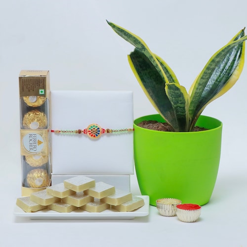Buy Green Sanseveria with Rakhi and Sweets