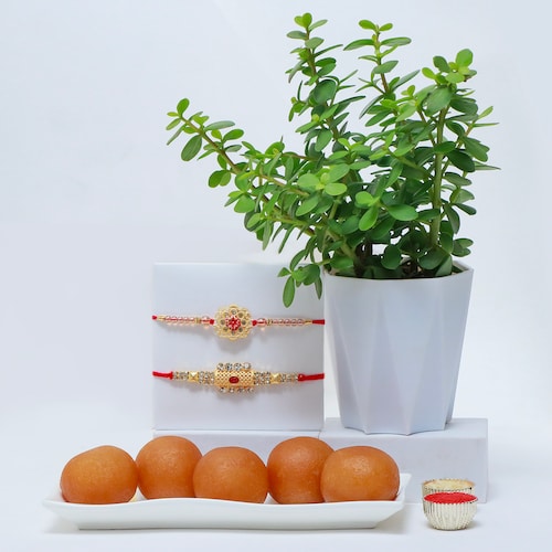 Buy Set of 2 Rakhi with Jade Plant and Gulab Jamun