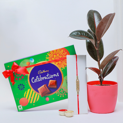 Rubber Plant with Rakhi and Cadbury Celebration