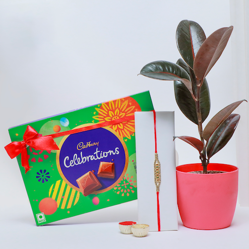 Buy Rubber Plant with Rakhi and Cadbury Celebration