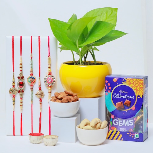 Buy Rakhi Celebrations Gift for Brother with Money Plant