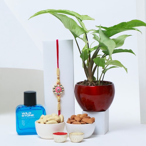 Buy Dry Fruit Rakhi Pack with Perfume and Plant
