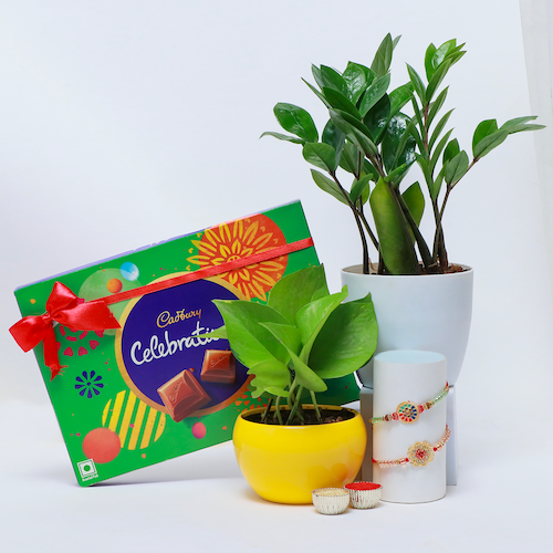 Buy Set of 2 Rakhi with Duo Plant