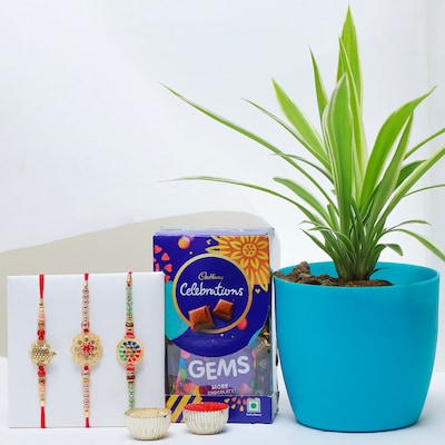 Set of 3 Rakhi with Plant and Celebration