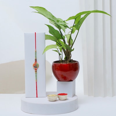 Designer Rakhi with Money Plant