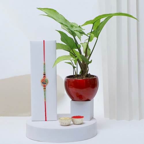 Buy Designer Rakhi with Money Plant