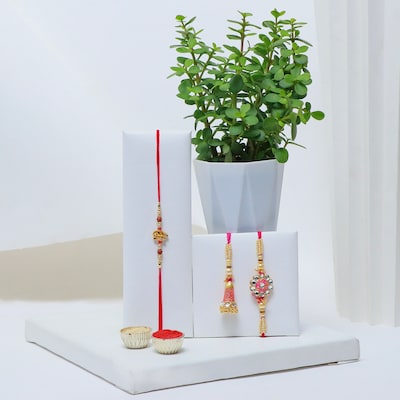 Jade Plant with Family Rakhi Set