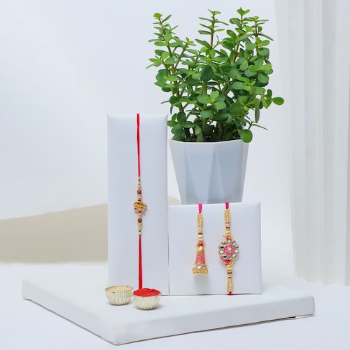 Buy Jade Plant with Family Rakhi Set